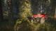 theHunter: Call of the Wild PC, wersja cyfrowa 6