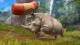 Zoo Tycoon XBONE ONE Xbox One, wersja cyfrowa 4