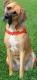 Dingo Szelki Easy Walk dla psów ciągnących 48-64cm czarne 1