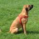 Dingo Szelki Easy Walk dla psów ciągnących 61-90cm czarne 2