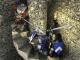 The Stronghold Collection PC, wersja cyfrowa 8