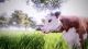Real Farm PS4 9