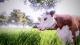 Real Farm Xbox One 10