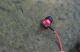 Słuchawki SoundMagic ES20BT czerwone 3