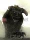 ICO & Shadow of the Colossus HD Collection 12