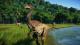 Jurassic World: Evolution PS4 4