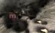 Air Conflicts: Secret Wars PC 7