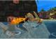 Jak & Daxter Collection 3