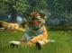 Kinect Sports + Kinectimals (Now With Bears) Xbox 360 14