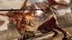 Lightning Returns: Final Fantasy XIII PC, wersja cyfrowa 1