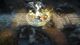 Guardians of Middle-Earth PC, wersja cyfrowa 1