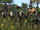 Medieval II: Total War Collection PC, wersja cyfrowa 1