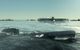 Silent Hunter 4: Wolves of the Pacific Gold Edition Uplay CD Key 5