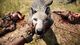 Far Cry Primal (Steam Gift) PC, wersja cyfrowa 3