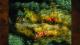 Cultures – Northland PC, wersja cyfrowa 4