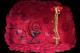 Armikrog PC, wersja cyfrowa 9