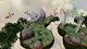 Rock of Ages (Steam Gift) PC, wersja cyfrowa 4