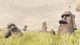 Dream (Steam Gift) PC, wersja cyfrowa 4