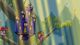 Glittermitten Grove Xbox One, wersja cyfrowa 1