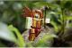 Figurka Tm Toys Roblox Figurka Queen of the Treelands 3
