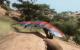 Far Cry 2: Fortune's Edition 11