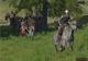 Mount & Blade Warband DLC Collection Steam Gift 3