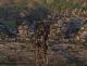 Mount & Blade Warband DLC Collection Steam Gift 4