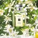 Jo Malone Orange Blossom EDC 30ml 2