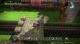 Dragon Quest Builders Nintendo Switch 3