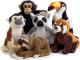 National Geographic Małe zwierzęta Foresta Tropical (003-70701) 1