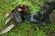 Namiot turystyczny Fox Namiot karpiowy Evo Compact Bivvy (CUM226) 13