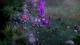 Pathfinder: Kingmaker Explorer Edition PC, wersja cyfrowa 10