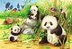 Ravensburger Puzzle 2x24 elementy - Słodkie misie koala i pandy 2
