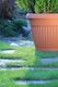 Prosperplast Vazonas TERRA TERRAKOTA 20x15.5 cm, 3L 2