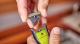 Golarka Philips OneBlade Pro QP6505/21 9