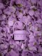 Minutnik Zone Singles Lupine Purple (32227) 3