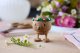 Hoptimist figurka Flower Bumble S Oak 38308 7