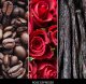 Millefiori Uzupełniacz do pałeczek MILLEFIORI Milano ROSE ESPRESSO 500ml 2