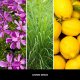 Millefiori Uzupełniacz do lampy katalitycznej MILLEFIORI Lemon Grass 500ml 2