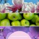 Millefiori Uzupełniacz do pałeczek MILLEFIORI Milano Magnolia Blossom & Wood 250ml 2