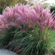 kwiatydonice Rozplenica japońska - Pennisetum alopecuroides 'Red Head' 1