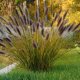 kwiatydonice Rozplenica japońska - Pennisetum alopecuroides 'Red Head' 2