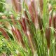 kwiatydonice Rozplenica japońska - Pennisetum alopecuroides 'Red Head' 3