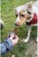 Weider Bow Wow Baton proteinowy z owadami i konopiami 3