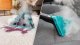 Odkurzacz piorący Cecotec Conga CarpetClean 30000 Steam Odkurzacz Piorący 6