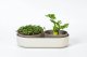 Zestaw do uprawy mikroliści 30.5x16 cm beżowy URBALIVE Microgreens 1