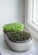 Zestaw do uprawy mikroliści 30.5x16 cm beżowy URBALIVE Microgreens 5