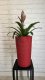 Adoni Doniczka bawełniana czerwona z wkładem 36 cm – ręcznie robiona (adoni-ba-red-36) 6