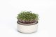 Kiełkownica do mikroliści z filtrem 16 cm beżowa Plastia Microgreens 1