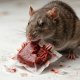 NO PEST Trutka Trucizna na Szczury Myszy Gryzonie Fluo Środek Gryzoniobójczy Pasta Czerwona Fluorescencyjna Świecąca Brodifakum 4kg 5
